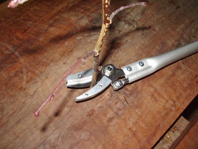 ARS Rosensaks m.gribeklo 160-0.6 - 60 cm