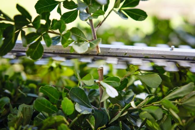 Stihl HSA40.0Kpl. Batterihækkeklipper m/2xAS2&AL1 50cm/20"