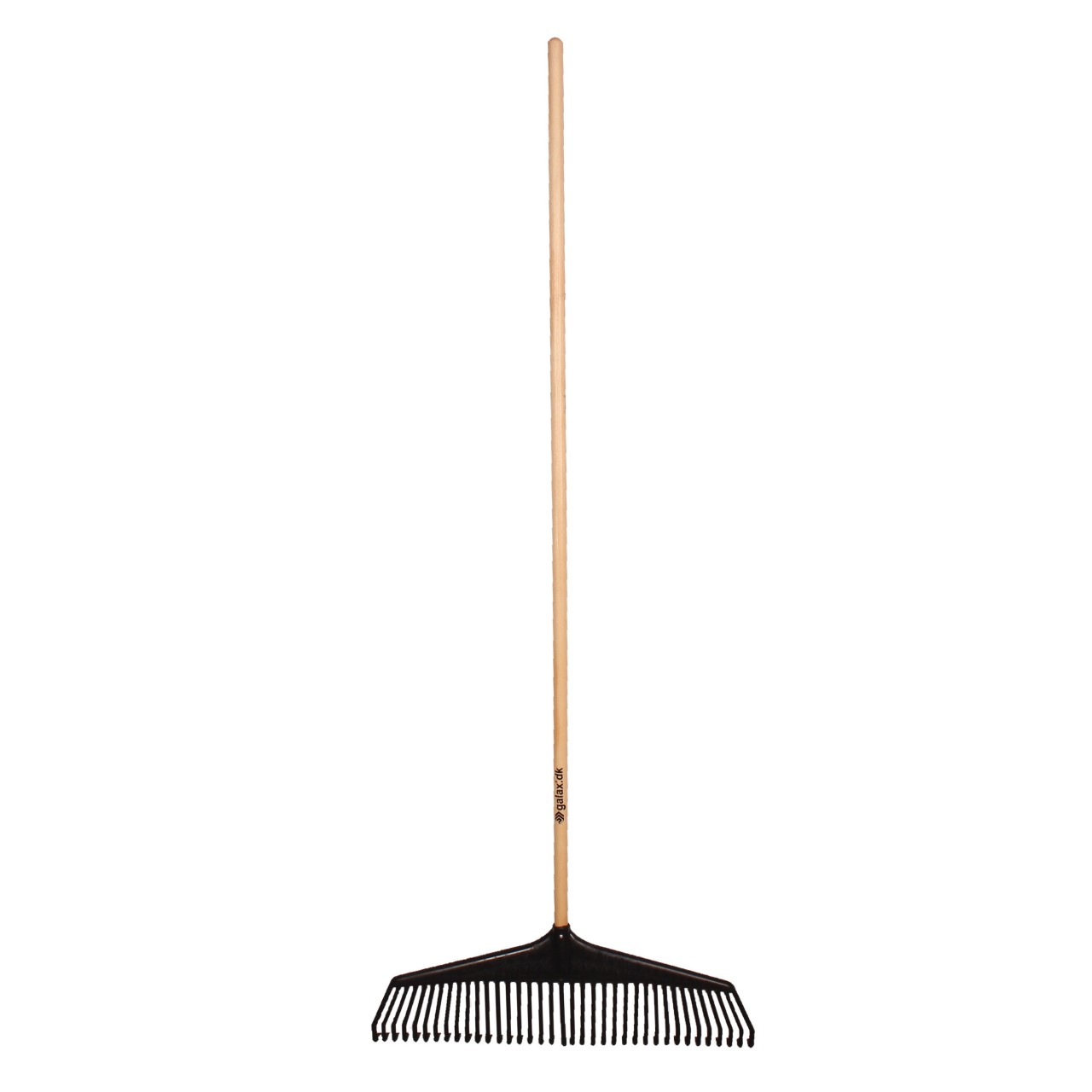 Galax Løvrive 67cm. Lak